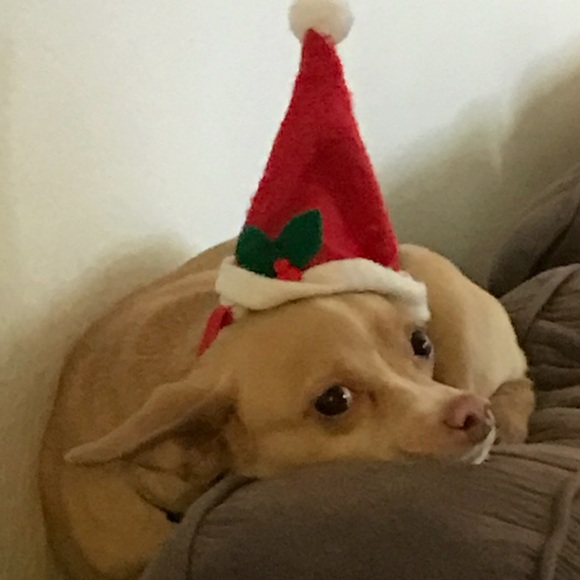 Meet your Posher, Cooper - Picture 1 of 1